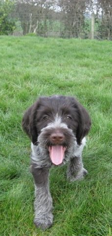 Long haired outlet griffon puppies